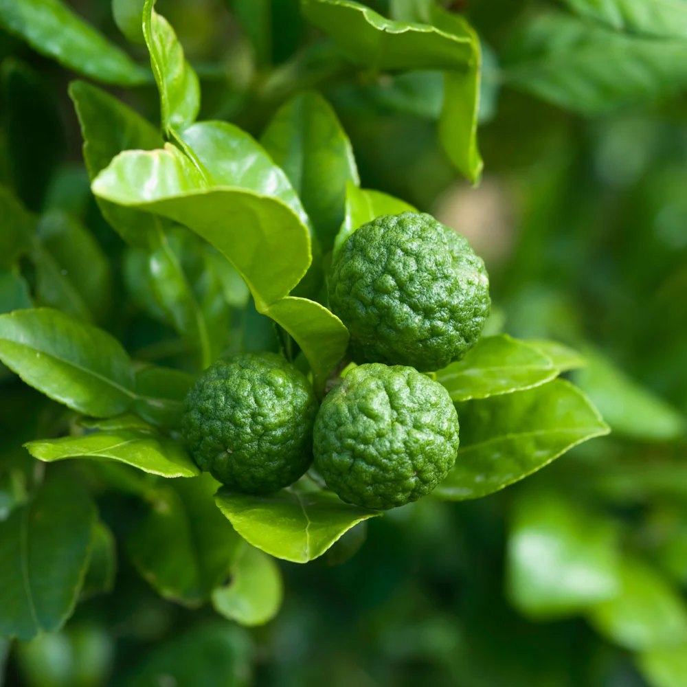 Kaffir lime (Citrus hystrix) – illatos levelű, egzotikus citrusfa cserépbe és teraszra
