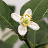 Kaffir lime (Citrus hystrix) – illatos levelű, egzotikus citrusfa cserépbe és teraszra