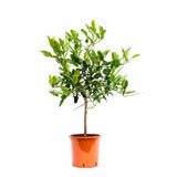 Kaffir lime (Citrus hystrix) – illatos levelű, egzotikus citrusfa cserépbe és teraszra