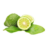 Kaffir lime (Citrus hystrix) – illatos levelű, egzotikus citrusfa cserépbe és teraszra