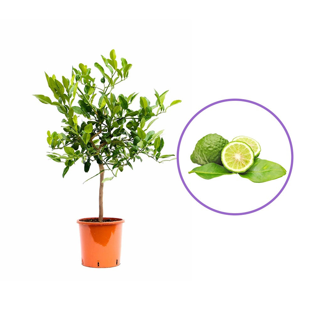 Kaffir lime (Citrus hystrix) – illatos levelű, egzotikus citrusfa cserépbe és teraszra