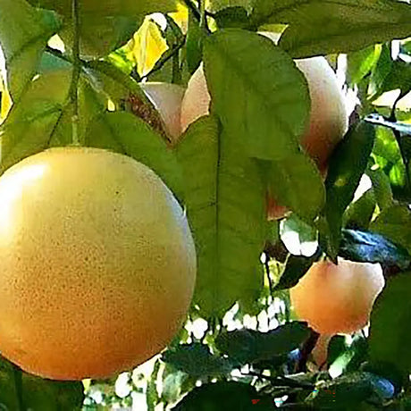 Grepfrut Pompelmo Giallo (Citrus paradisi) cu fructe galbene-portocalii acrisoare, an 2 pe rod
