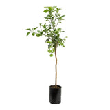 Grepfrut Pompelmo Rosa (Citrus paradisi) cu fructe roz-portocalii acrisoare, an 2 pe rod