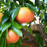 Grepfrut Pompelmo Rosa (Citrus paradisi) cu fructe roz-portocalii acrisoare, an 2 pe rod