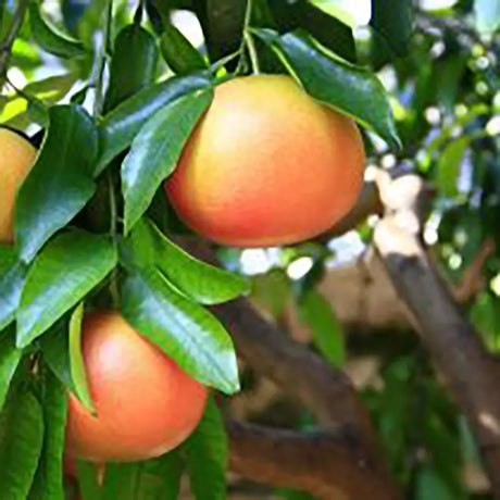 Grepfrut Pompelmo Rosa (Citrus paradisi) cu fructe roz-portocalii acrisoare, an 2 pe rod