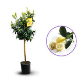 Citrus floridana Limequat, 100 cm, pom citric exotic, fructe galbene dulci-acrisoare, planta decorativa si roditoare, livrat cu fructe coapte