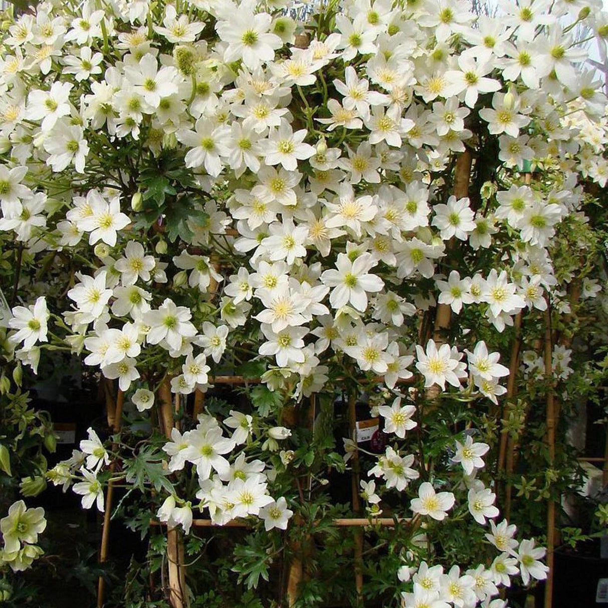 Clematis Avalanche, cu Flori Albe Cataratoare