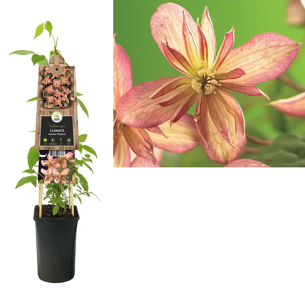 Clematis (Clematita) Marjorie, planta cataratoare cu flori roz-piersica, inflorire abundenta vara, crestere rapida