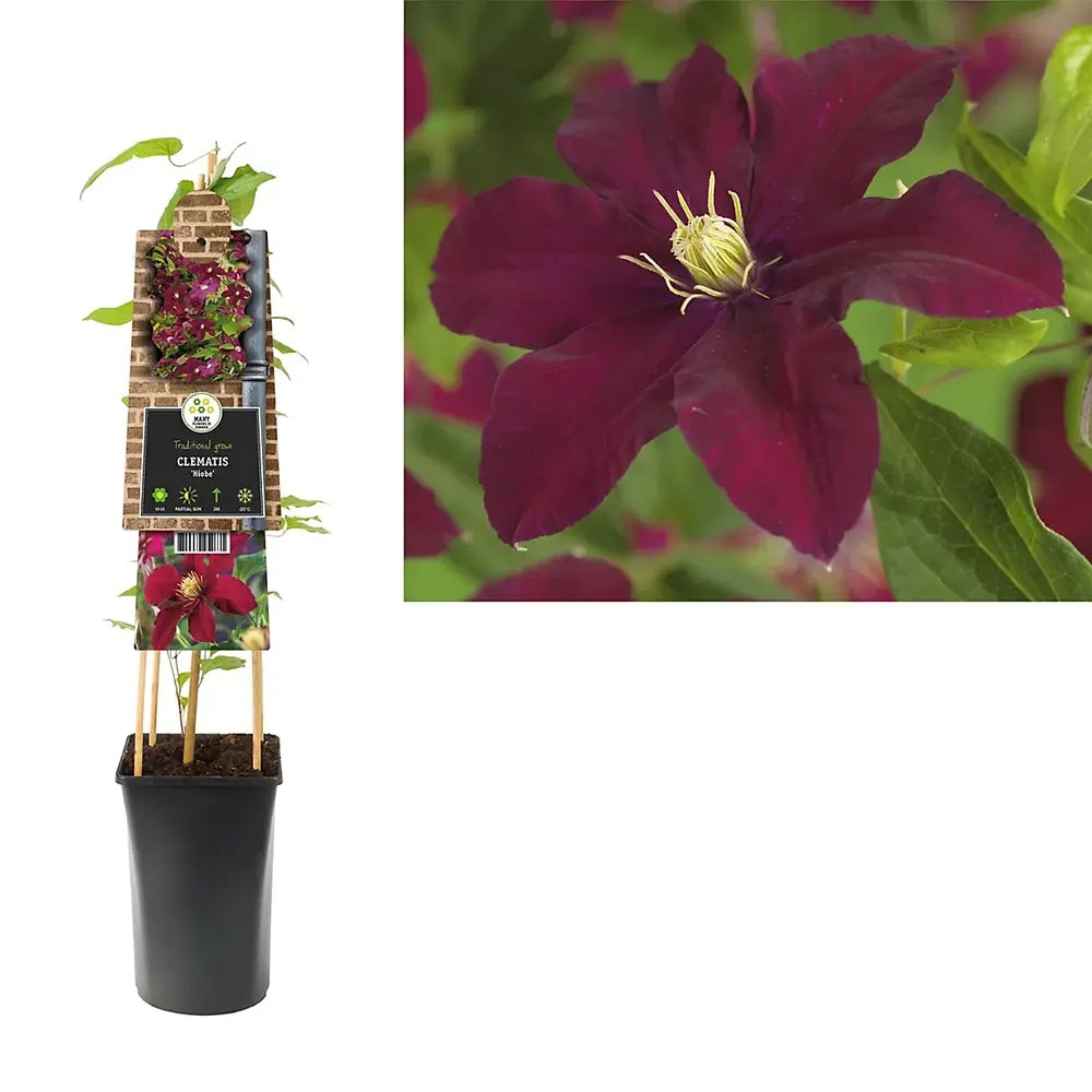 Clematis (Clematita) Niobe, planta cataratoare cu flori mari rosu burgundiu, inflorire abundenta vara