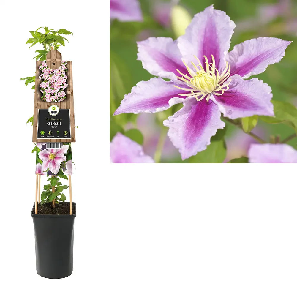 Clematis (Clematita) Piilu, planta cataratoare cu flori duble roz deschis, inflorire abundenta vara, premiat