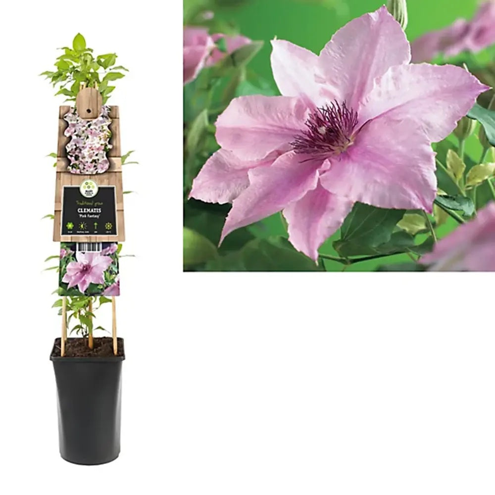 Clematis (Clematita) Pink Fantasy, planta cataratoare cu flori roz delicat, inflorire abundenta primavara/vara
