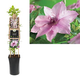 Clematis (Clematita) Pink Fantasy, planta cataratoare cu flori roz delicat, inflorire abundenta primavara/vara