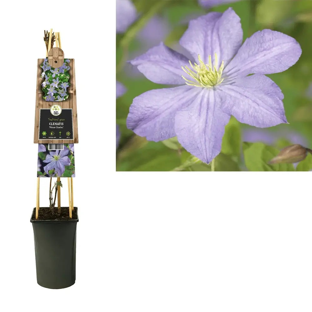 Clematis (Clematita) Prince Charles, planta cataratoare cu flori duble albastre-lavanda, inflorire abundenta vara, premiat