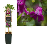 Clematis (Clematita) Queen Mother, planta cataratoare cu flori spectaculoase roz-purpuriu in forma de clopot, inflorire abundenta vara