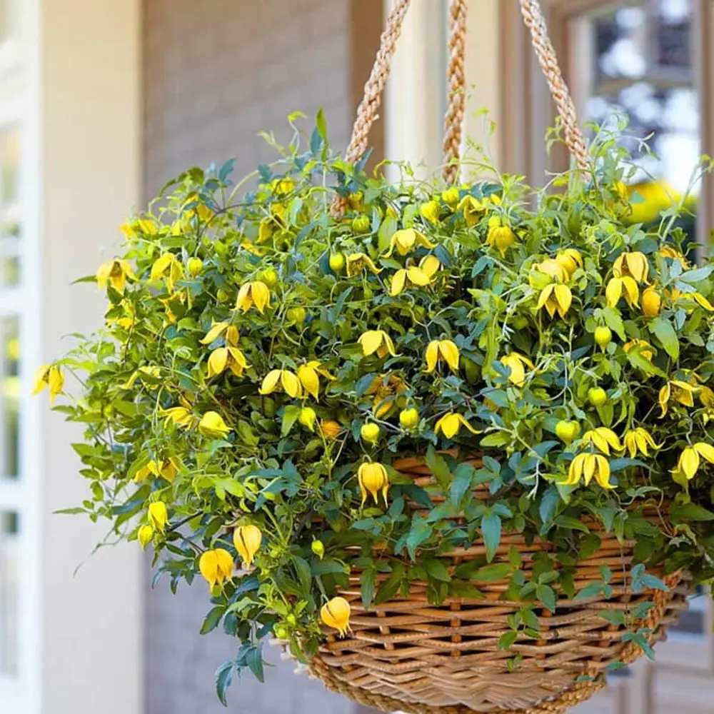 Clematis Tibetana Tanguatica, planta cataratoare cu flori spectaculoase galben in forma de clopot, inflorire abundenta vara