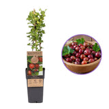 Coacaz Rosu Hinnonmaki (Ribes Rubrum), cu fructe dulci-acrisoare rosii-maro, an 2 pe rod