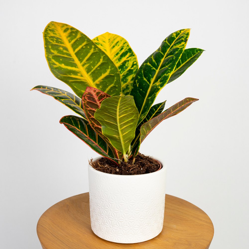 Croton Codiaeum Variegatum Petra, 35-40 cm, planta de apartament exotica cu frunze verzi rosii portocalii variegate