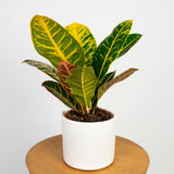 Croton Codiaeum Variegatum Petra, 35-40 cm, planta de apartament exotica cu frunze verzi rosii portocalii variegate