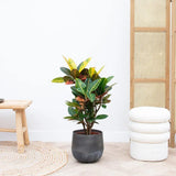 Croton Codiaeum Variegatum Petra, 35-40 cm, planta de apartament exotica cu frunze verzi rosii portocalii variegate