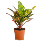 Croton Codiaeum Variegatum Petra, 35-40 cm, planta de apartament exotica cu frunze verzi rosii portocalii variegate
