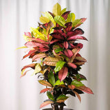 Croton Codiaeum Variegatum Mrs. Iceton, 30 cm, planta de apartament exotica cu frunze rosii portocalii galbene