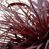 Cordyline 'Burgundy Spire', 80-100 cm, planta decorativa exotica cu frunze visiniu inchis
