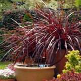 Cordyline 'Burgundy Spire', 80-100 cm, planta decorativa exotica cu frunze visiniu inchis