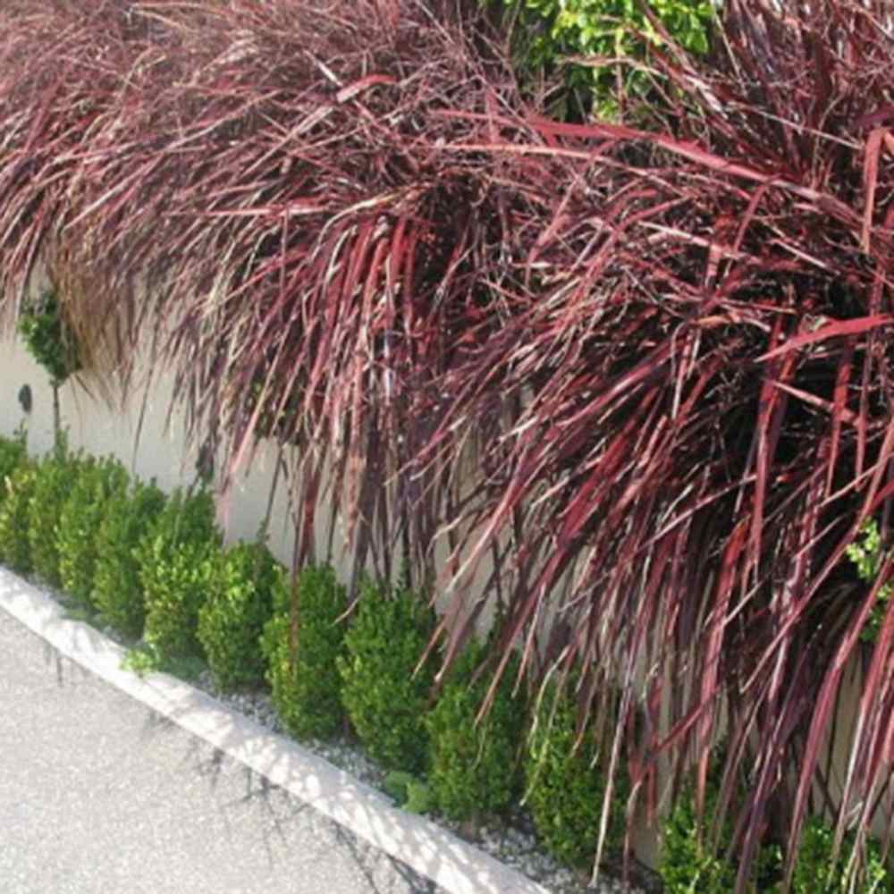 Cordyline 'Burgundy Spire', 80-100 cm, planta decorativa exotica cu frunze visiniu inchis