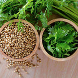 Coriandru (Coriandrum sativum), planta aromatica comestibila cu frunze si seminte pentru gradina si ghiveci