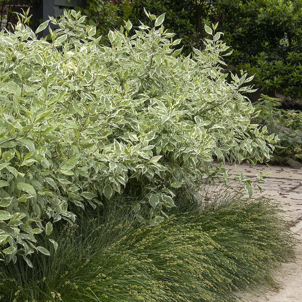 Cornus Alba Elegantissima, gard viu cu frunzis alb-cremos