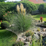 Iarba de Pampas (Cortaderia) White Plume