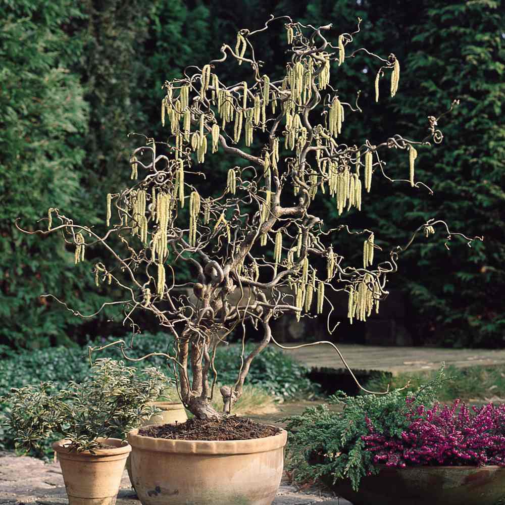 Csavart mogyoró Contorta (Corylus avellana) – dekoratív, csavart ágú cserje, ehető mogyoróval, fagytűrő, kertbe
