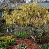 Csavart mogyoró Contorta (Corylus avellana) – dekoratív, csavart ágú cserje, ehető mogyoróval, fagytűrő, kertbe