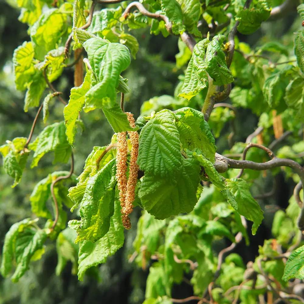 Csavart mogyoró Contorta (Corylus avellana) – dekoratív, csavart ágú cserje, ehető mogyoróval, fagytűrő, kertbe