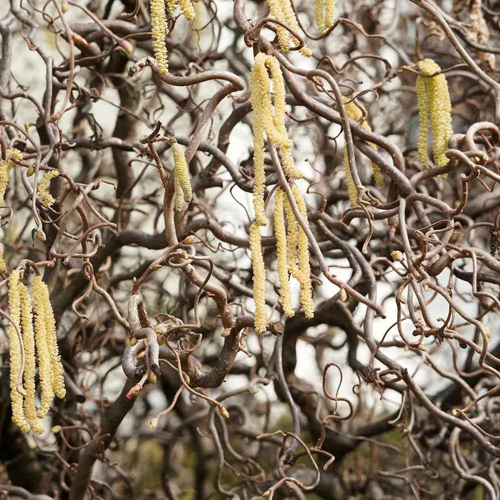 Csavart mogyoró Contorta (Corylus avellana) – dekoratív, csavart ágú cserje, ehető mogyoróval, fagytűrő, kertbe