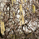 Csavart mogyoró Contorta (Corylus avellana) – dekoratív, csavart ágú cserje, ehető mogyoróval, fagytűrő, kertbe
