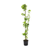 Alun Gentile Tonda Romana (Corylus avellana), cu gust dulce-nucos, an 2 pe rod