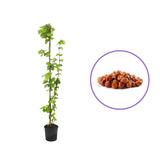 Alun Gentile delle Langhe (Corylus avellana), cu gust dulce-nucos, an 2 pe rod