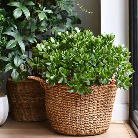 Arborele de Jad Norocos (Crassula Ovata), 60 cm, planta suculenta decorativa, cadou usor de ingrijit