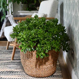 Arborele de Jad Norocos (Crassula Ovata), 60 cm, planta suculenta decorativa, cadou usor de ingrijit