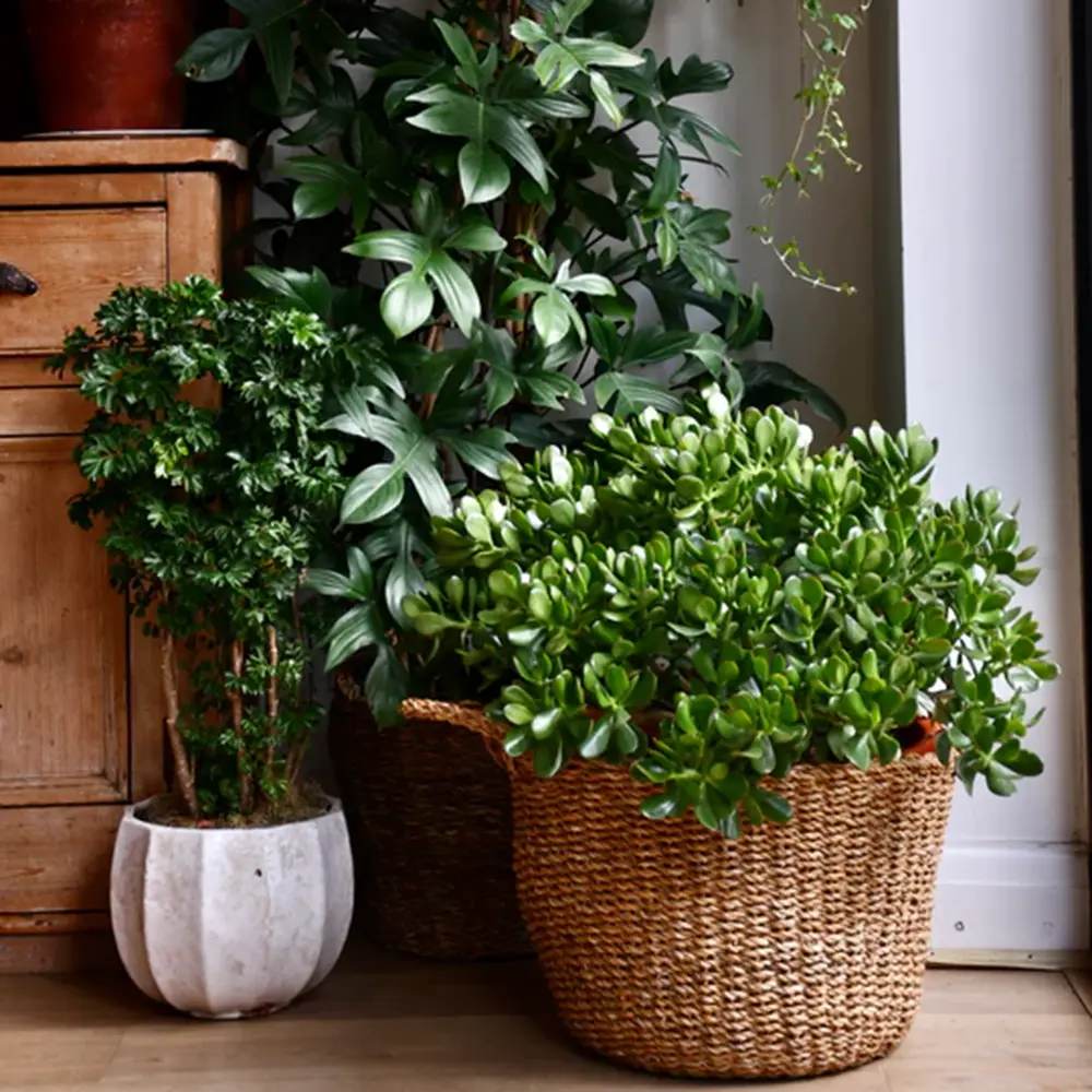 Arborele de Jad Norocos (Crassula Ovata), 60 cm, planta suculenta decorativa, cadou usor de ingrijit