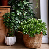 Arborele de Jad Norocos (Crassula Ovata), 60 cm, planta suculenta decorativa, cadou usor de ingrijit