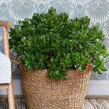 Arborele de Jad Norocos (Crassula Ovata), 60 cm, planta suculenta decorativa, cadou usor de ingrijit