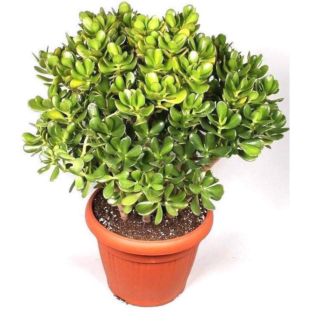 Arborele de Jad Norocos (Crassula Ovata), 100 cm, planta suculenta decorativa, usor de ingrijit