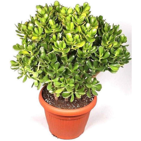 Arborele de Jad Norocos (Crassula Ovata), 100 cm, planta suculenta decorativa, usor de ingrijit