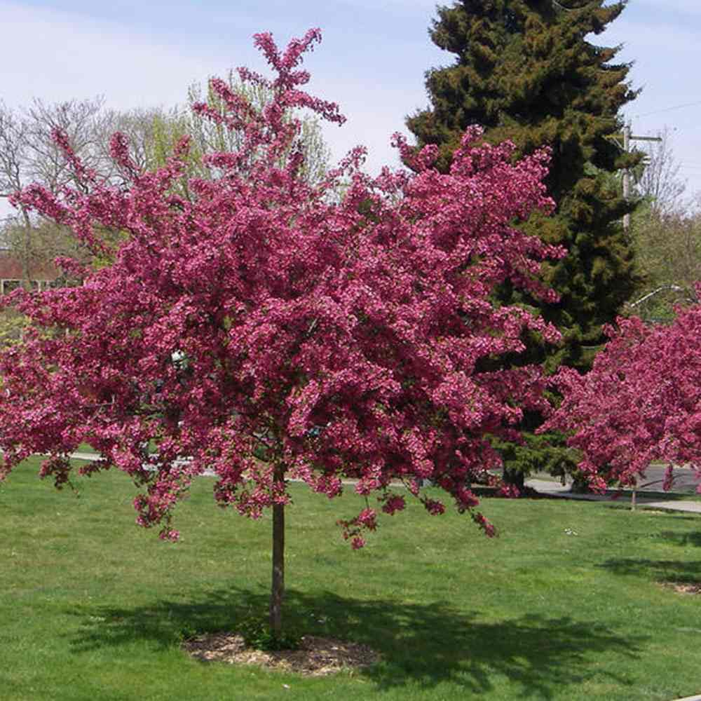 Paducelul Paul's Scarlet (Crataegus media), cu flori roz-scarlet parfumate, coroana bogata, ornamental