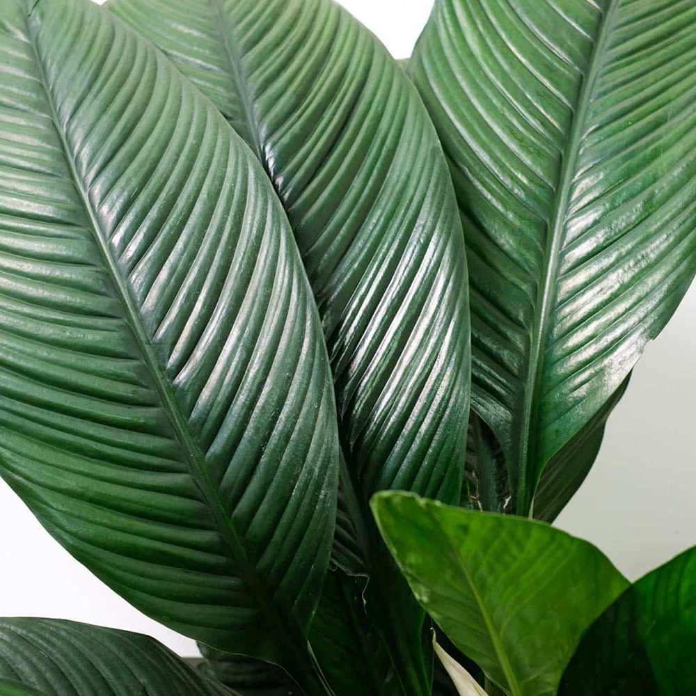 Crinul Pacii Spathiphyllum Sensation, planta de interior cu flori albe elegante si frunze verzi lucioase, purificator natural de aer - 160 cm