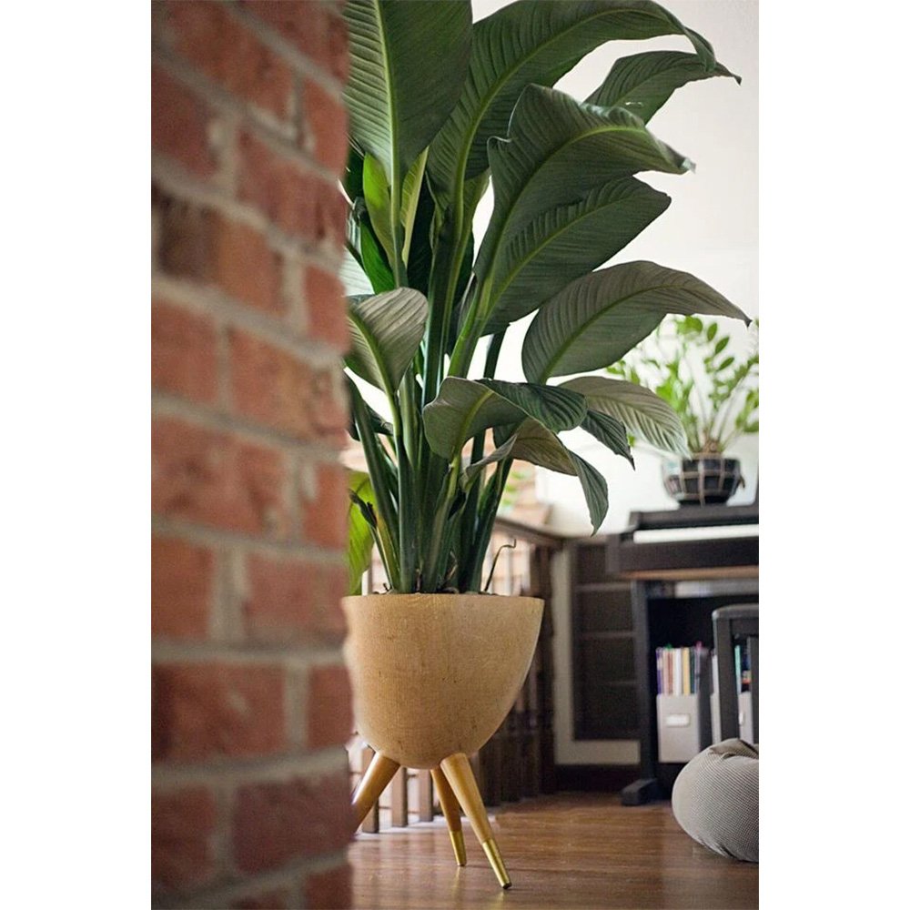 Crinul Pacii Spathiphyllum Sensation, planta de interior cu flori albe elegante si frunze verzi lucioase, purificator natural de aer - 160 cm