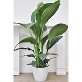 Crinul Pacii Spathiphyllum Sensation, planta de interior cu flori albe elegante si frunze verzi lucioase, purificator natural de aer - 160 cm
