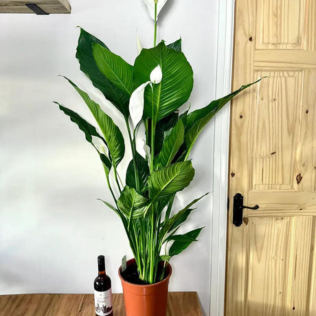 Crinul Pacii Spathiphyllum Sensation, planta de interior cu flori albe elegante si frunze verzi lucioase, purificator natural de aer - 160 cm